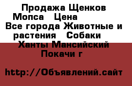 Продажа Щенков Мопса › Цена ­ 18 000 - Все города Животные и растения » Собаки   . Ханты-Мансийский,Покачи г.